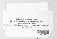 Puccinia noli-tangere image